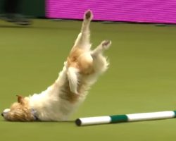 Jack Russell Makes Up His Own Routine At Agility Show- Wins Everyone Over