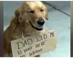 Dog spotted outside a store all alone, with a sign around his neck