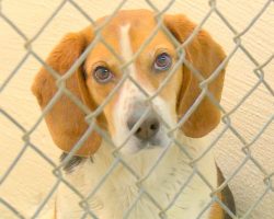 Man leaves $190K in will to shelter dogs, will help bring 700 dogs to safety annually