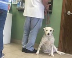 Man Drops His Dog Off At The Shelter For Being ‘Too Affectionate’