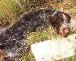 Paralyzed Dog Able To Muster Up The Energy To Wag His Tail Upon Being Rescued