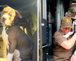 Pit Bull Sobs Like A Baby After Mom’s Death, UPS Driver Give Him A Home