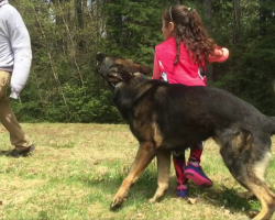 Loyal Dog Follows Little Girl’s Every Word, Has Her Back When Intruder Approaches