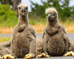 Eagle parents anxious as 2 eaglets fall from nest, local heroes attempt to reunite them