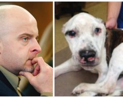 Man Finally Sentenced 8-10 Years In Prison After Public Outcry For Torturing Dog To Death