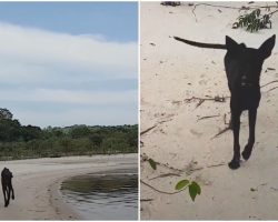 Man On Cruise Was Docked On An Island, Then A Dying Dog Came Running Toward Him