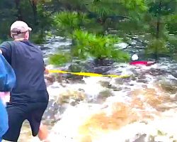 Man Spots Dog Clinging To Tree In Rushing Water, Ties Rope To Waist And Swims Out