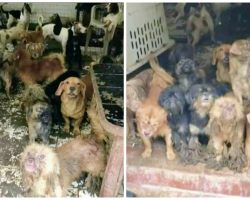 Over 100 Animals Removed From Inhumane Deplorable Conditions At Woman’s Home