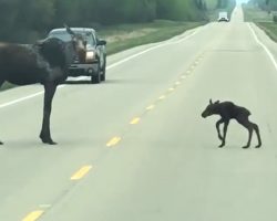 Mama Moose Takes Time To Help Her Little Wobbly One Cross The Road