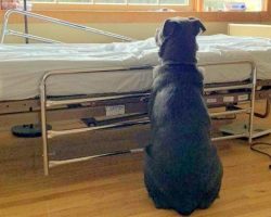 Haunting Picture Shows Orphaned Lab Staring Emptily At Dad’s Bed After His Death