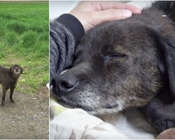 He Spent His Life Dodging Traffic, Today He Can Close His Eyes & Rest