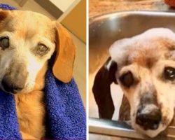 18-yr-old blind Dachshund is thrown in a kill center, cries & prays to be saved