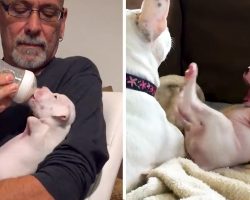 2-legged pup loves life more than anyone, inspiring this couple to save him