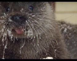 Starving Wild Otter Asks Human For Help, Then The Human Does So Much More!