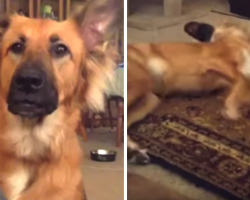 Dog Throws Overly-Dramatic Fit When He Doesn’t Get What He Wants