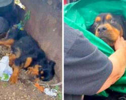 Paralyzed Rottweiler Dumped In Trash, Was Used For Breeding And Then Left To Die