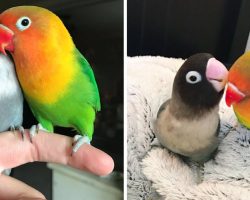Two Very Different Parrots Just Had Babies, And The Result Is Extraordinary