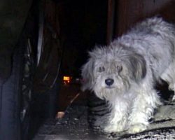 Dog dumped on street waited in same spot for weeks for his family to return