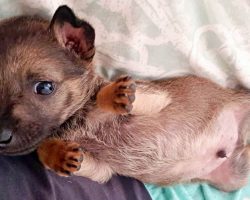 Petrified 6-Week-Old Puppy Cowered In A Corner As Evil Kids Threw Rocks At Him