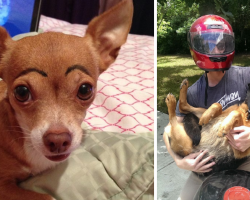 15 Times Owners Left Their Pets With The Sitter And Ended Up Totally Regretting It