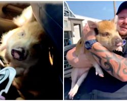 Woman, cop rescue pig from 101-degree car after he was seen foaming at the mouth