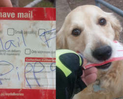 Dog Waits For Mail Every Day, So Mailman Improvises On Days There Is None