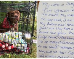 Pit Bull Left Outside Vet’s Office With Heartbreaking Letter Attached