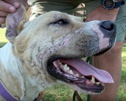 Listless Bait-Dog Was Found Lying In Driveway, Staring Death Right In The Face