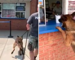 Police Dog Treats Himself After A Long Day On The Job