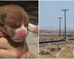 Her Tiny Leg Tied To The Ground, Her 2 Day Old Body Screamed Before Train Came