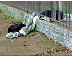 Puppy Drags Brand New Blanket Outside- Owners See Why and They’re Left. .