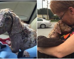 Puppy Who Was Violently Thrown From Truck Finally Finds Happiness After Healing