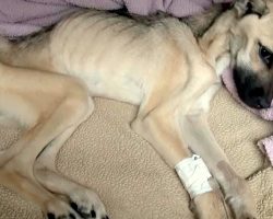 Rescued Skeletal Dog Was Starved For Months, Collapses As She Tries To Stand