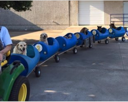 Retired Man Takes Rescue Dogs On ‘Dog Train’ Rides To Brighten Their Days