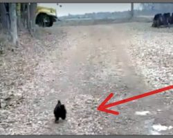 Excited Rooster Runs To Bus Stop Every Day To Greet His Favorite Person