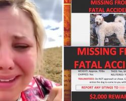 Car Crash Kills Her Mom & Scared Dog Runs Away, Daughter Begs For Help To Find Him