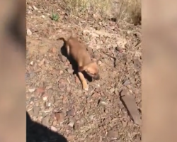 Man Finds Puppy On The Side Of The Road In The Heat, Then 6 More Come Running