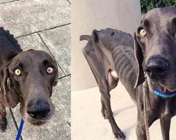 Starving Dog Who Survived By Eating Twigs And Rocks Gets His Happily Ever After