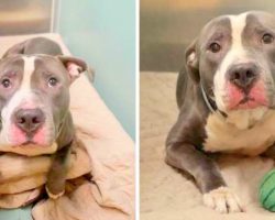 Family takes him to high kill shelter because he no longer deserves their love