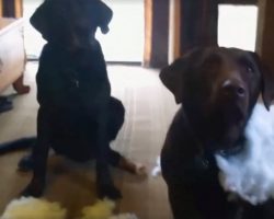 Dad Asks Which Dog Made The Giant Mess, Gets Hilarious Straightforward Answer