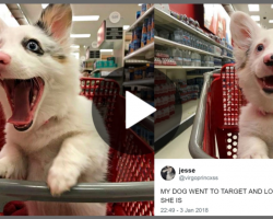 Mom Brings 4 Month Old Pup To Target And His Photos Are Winning Over The Internet