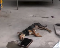 Injured Dog Found Collapsed In A Factory Wags Tail Upon Seeing Rescuers