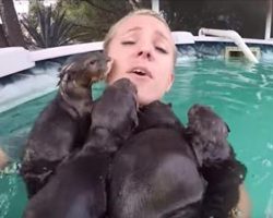 Try Not To Get Too Jealous Of This Woman Swimming With Some Otters