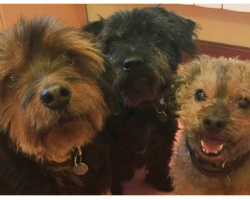 Three Senior Dogs Have Been Together Their Whole Lives But Now They Need A New Home