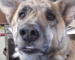Dad Tells His Dog That He Ate All The Food, And The Dog’s Not Happy About It