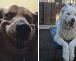 People Are Posting Their Most Unflattering Pet Pics, But They’re So Adorable