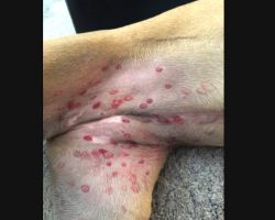 Veterinarian Addresses Concerns Over Dogs Breaking Out In Red Spots