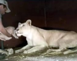 Zoo-Keeper Tries To Grab A Lion Cub, But No One Expected The Lioness’ Next Move