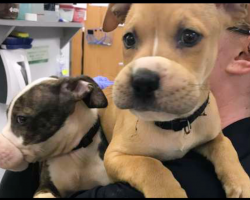 2 Puppies With Their Muzzles Bound With Hair Ties Are Finally In Loving Arms