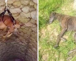 50,000 Greyhounds Outlive Their ‘Purpose’, So Hunters Dump Them In Wells To Die